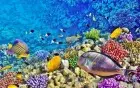 Coral reef view from semi-submarine — Red Sea marine life, Sharm el-Sheikh family tour
